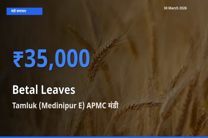 Tamluk (Medinipur E) APMC मंडी में आज पान के पत्ते के सबसे ऊँचे दाम दर्ज