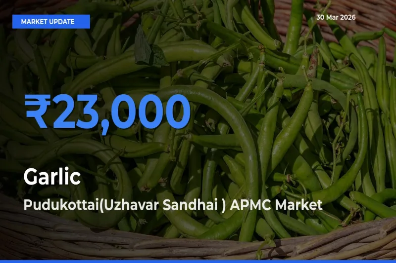 Pudukottai(Uzhavar Sandhai ) APMC Offers ₹23,000 – Highest Garlic Rate Today