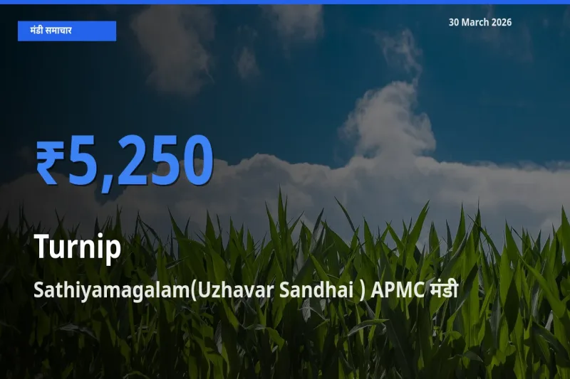 किसानों की पसंद बना Sathiyamagalam(Uzhavar Sandhai ) APMC, शलजम के सबसे अच्छे दाम