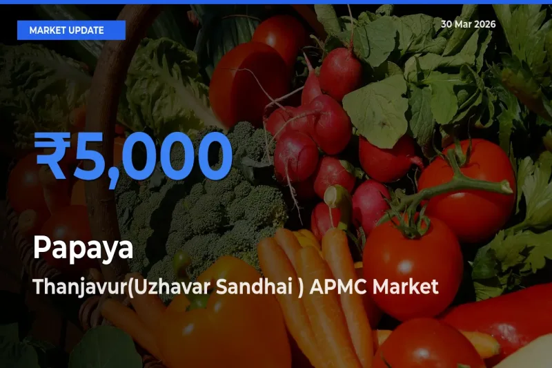 Thanjavur(Uzhavar Sandhai ) APMC Leads as Top Mandi for Papaya Prices