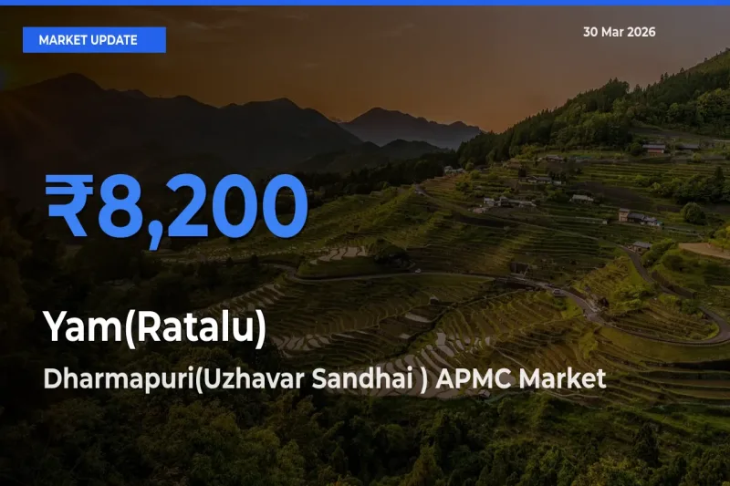 Yam(Ratalu) Mandi Rate Today: Dharmapuri(Uzhavar Sandhai ) APMC Tops the List