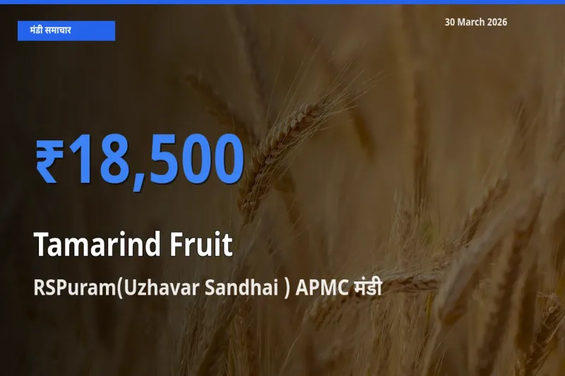 आज का मंडी भाव: इमली का फल के सबसे ज़्यादा दाम RSPuram(Uzhavar Sandhai ) APMC में