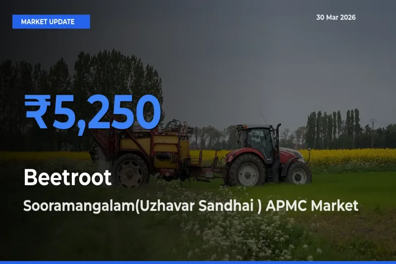 Sooramangalam(Uzhavar Sandhai ) APMC Leads as Top Mandi for Beetroot Prices