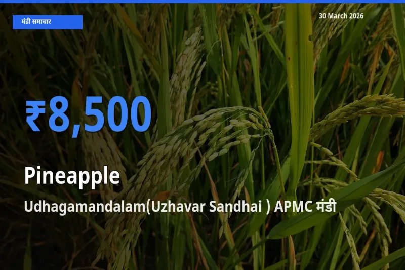किसानों की पसंद बना Udhagamandalam(Uzhavar Sandhai ) APMC, अनानास के सबसे अच्छे दाम