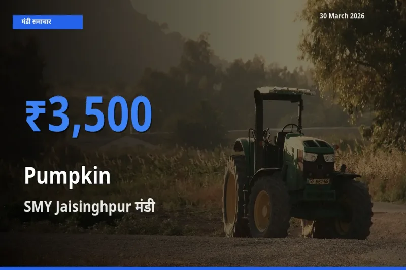 आज कद्दू के सबसे ऊँचे दाम ₹3,500 SMY Jaisinghpur मंडी में