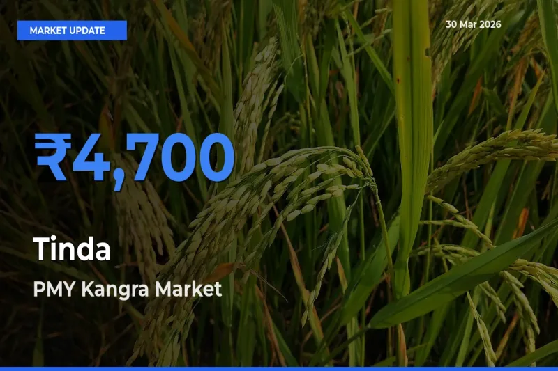PMY Kangra Offers ₹4,700 – Highest Tinda Rate Today