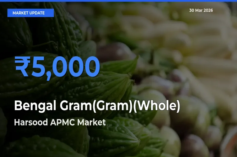 Harsood APMC Tops Bengal Gram(Gram)(Whole) Rates – March 30 Market Update