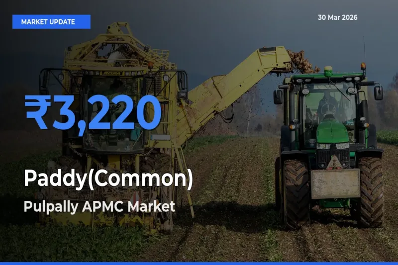 Pulpally APMC Tops Paddy(Common) Rates – March 30 Market Update