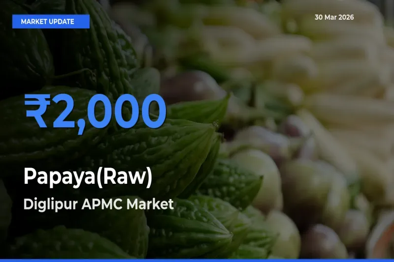 Diglipur APMC Tops Papaya(Raw) Rates – March 30 Market Update