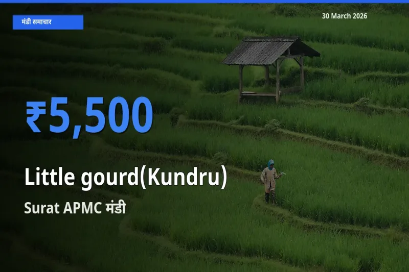 30 March अपडेट: कुंदरू (टिंडा तोरई) के सबसे ऊँचे दाम Surat APMC मंडी में