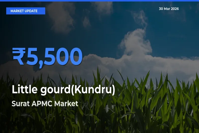 Surat APMC Records Highest ₹5,500 Rate for Little gourd(Kundru)