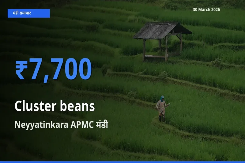 किसानों की पसंद बना Neyyatinkara APMC, ग्वार फली के सबसे अच्छे दाम