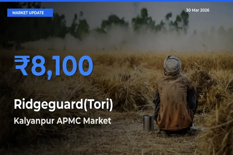 Kalyanpur APMC Offers ₹8,100 – Highest Ridgeguard(Tori) Rate Today