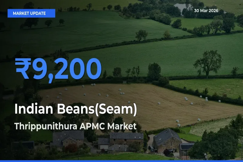 Thrippunithura APMC Offers ₹9,200 – Highest Indian Beans(Seam) Rate Today