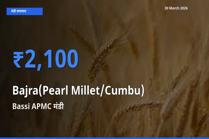 Bassi APMC मंडी में आज बाजरा (मोती बाजरा/कंबू) के सबसे ऊँचे दाम दर्ज