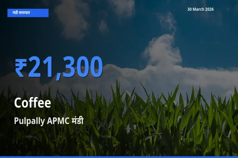 आज का मंडी भाव: कॉफी के सबसे ज़्यादा दाम Pulpally APMC में