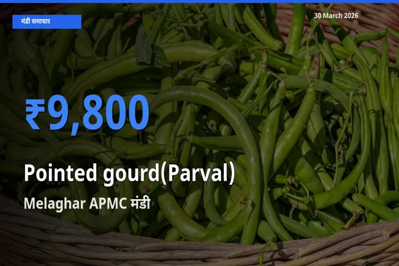 टॉप मंडी बना Melaghar APMC! परवल के सबसे ऊँचे दाम यहीं दर्ज