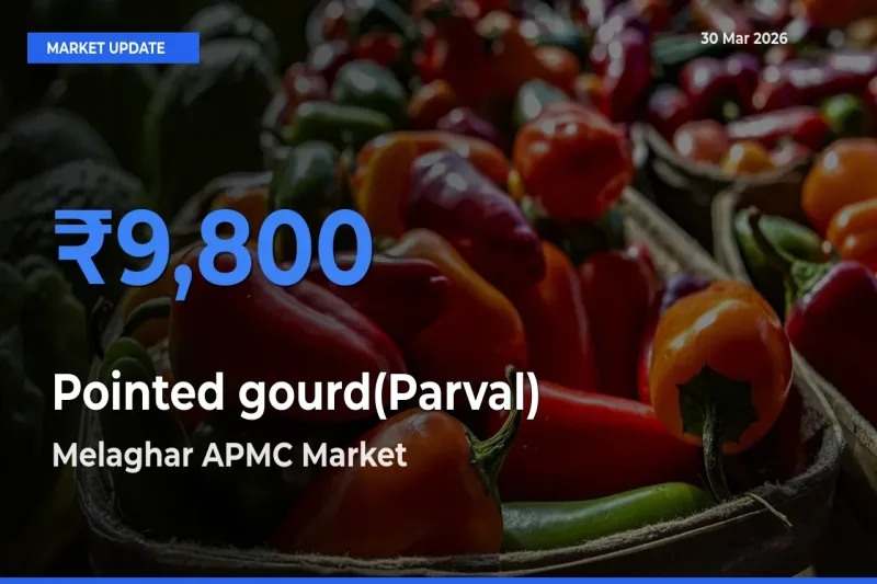 Pointed gourd(Parval) Mandi Rate Today: Melaghar APMC Tops the List