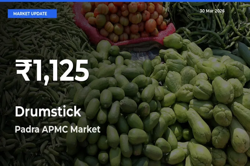 Big Drop! Drumstick Slides to 30-Day Low at Padra APMC