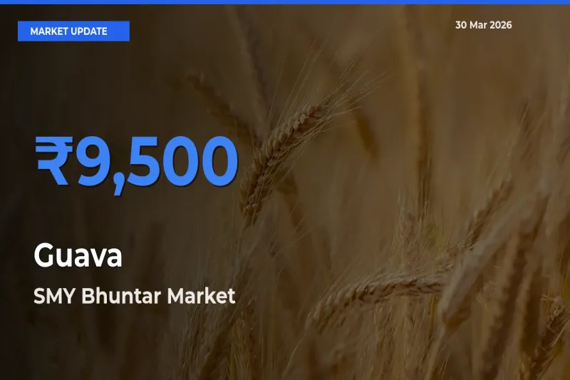 SMY Bhuntar Offers ₹9,500 – Highest Guava Rate Today