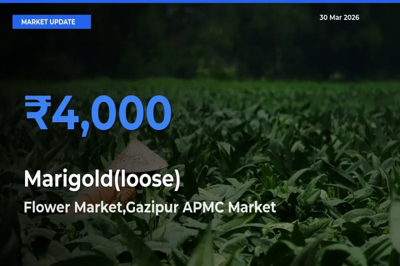 Flower Market,Gazipur APMC Emerges as Top Mandi for Marigold(loose) Prices Today