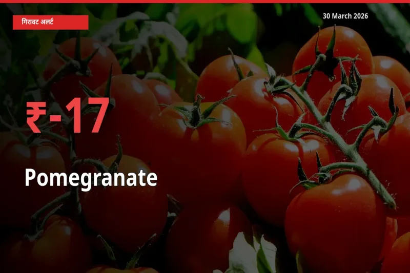 आज का मंडी भाव: अनार के दाम मंडी में 17.19% नीचे