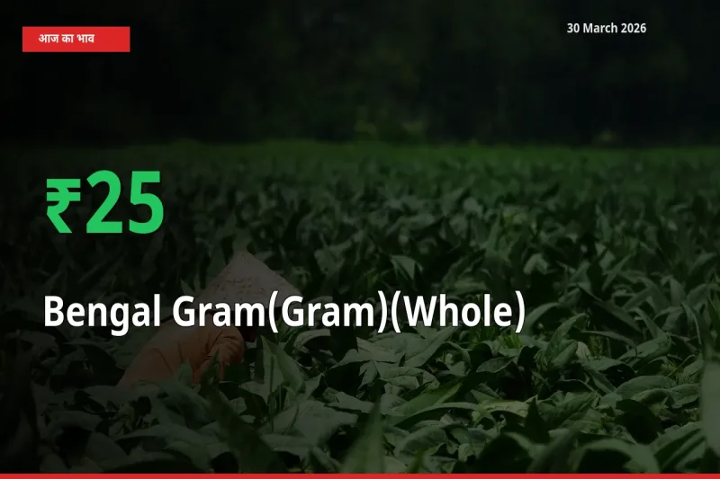चना (साबुत) 24.69% उछला, मंडी