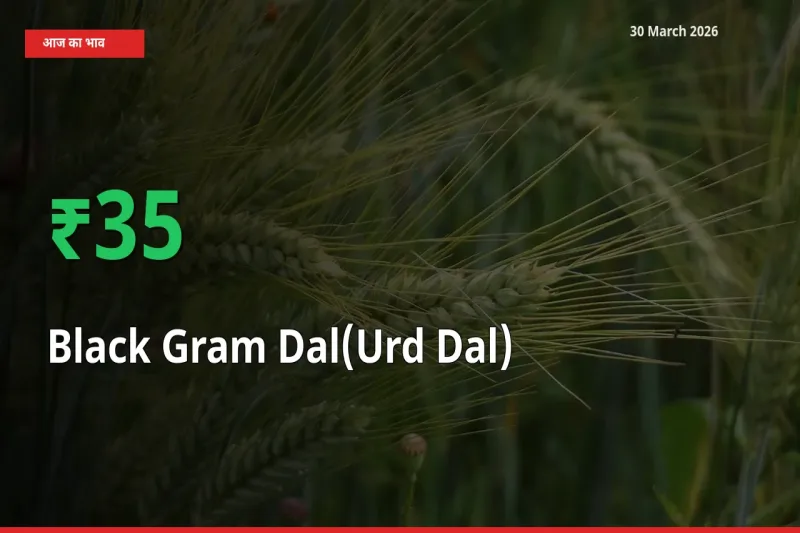 उड़द दाल 35.39% उछला, मंडी