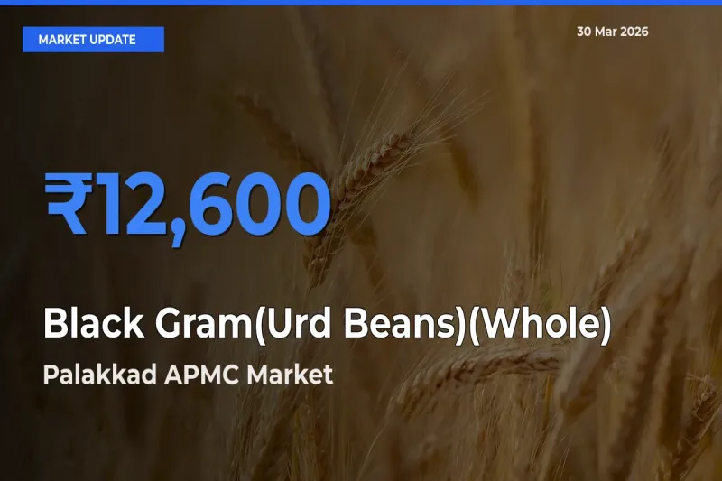 Top Performer! Palakkad APMC Offers Best Black Gram(Urd Beans)(Whole) Price Today