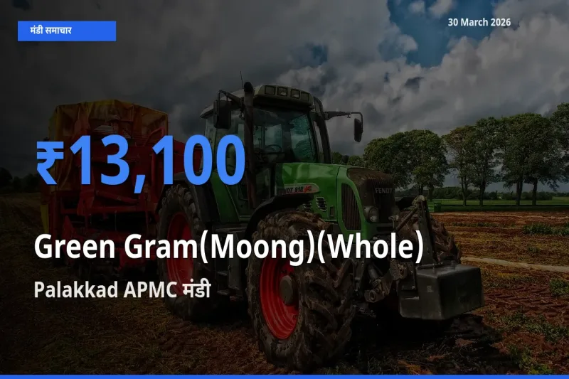आज साबुत मूंग के सबसे ज़्यादा दाम Palakkad APMC मंडी में दर्ज