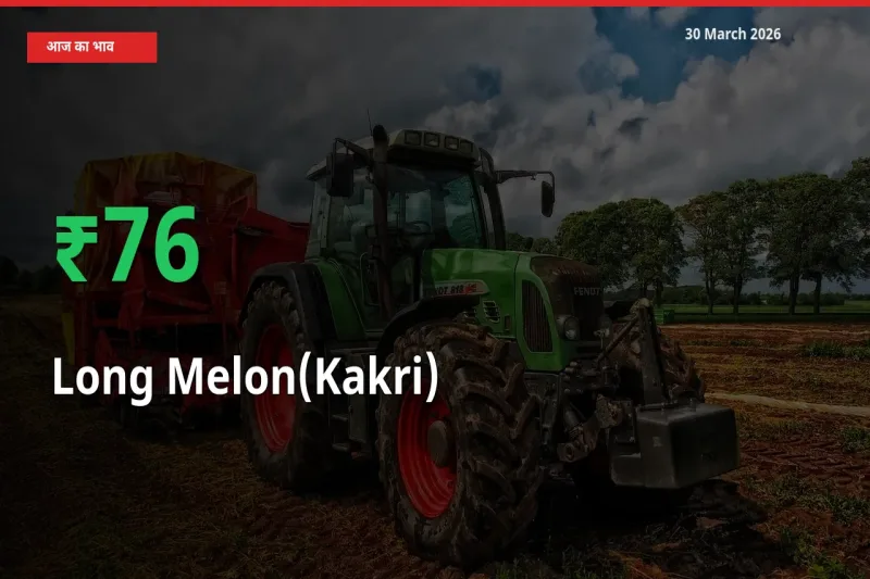 ककड़ी 75.89% उछला, मंडी