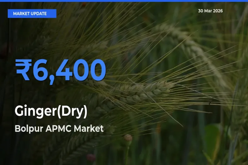 Ginger(Dry) Mandi Rate Today: Bolpur APMC Tops the List