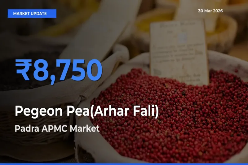 Padra APMC Emerges as Top Mandi for Pegeon Pea(Arhar Fali) Prices Today