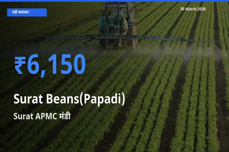 आज सूरत बीन्स (पापड़ी) के सबसे ऊँचे दाम ₹6,150 Surat APMC मंडी में