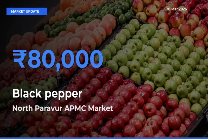 North Paravur APMC Offers ₹80,000 – Highest Black pepper Rate Today
