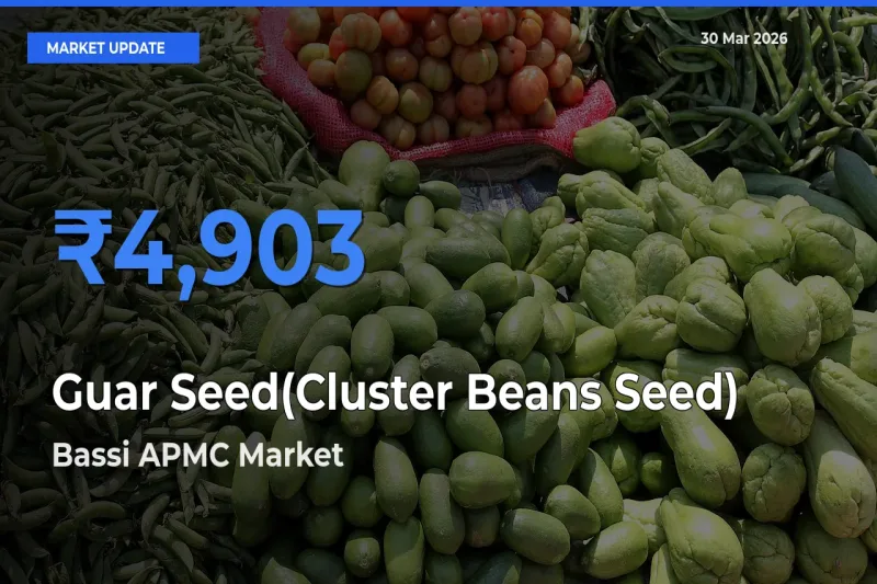 Bassi APMC Offers ₹4,903 – Highest Guar Seed(Cluster Beans Seed) Rate Today