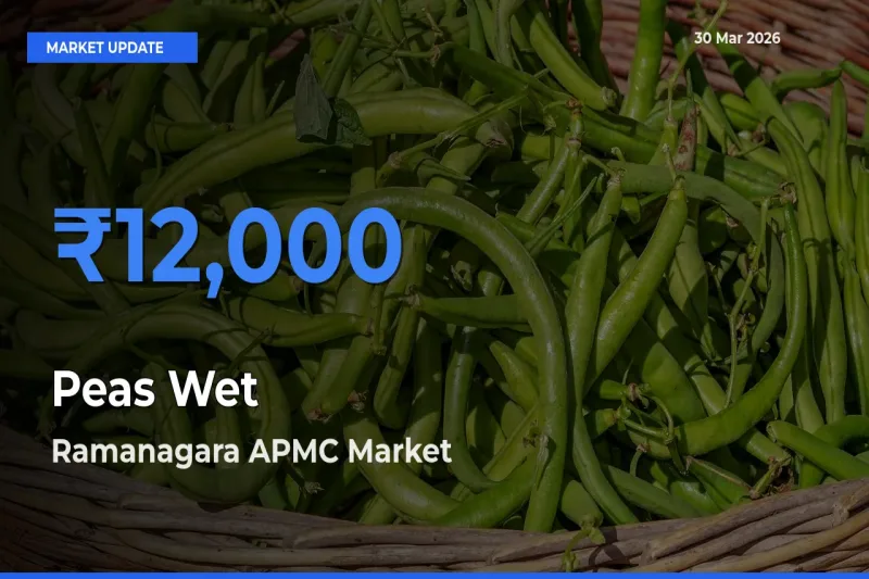 Ramanagara APMC Tops Peas Wet Mandi Rates Today