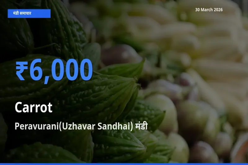 टॉप मंडी बना Peravurani(Uzhavar Sandhai)! गाजर के सबसे ऊँचे दाम यहीं दर्ज