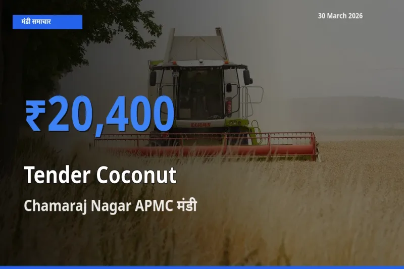 आज का मंडी भाव: कच्चा नारियल के सबसे ज़्यादा दाम Chamaraj Nagar APMC में