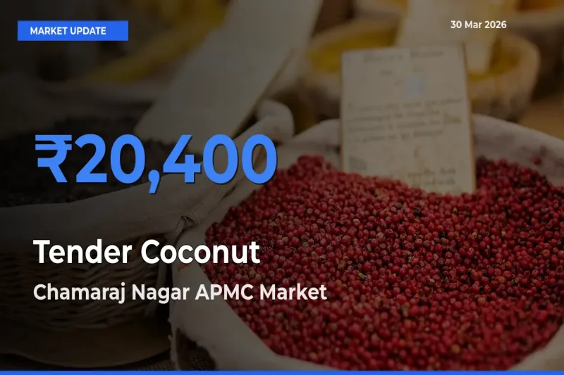 Chamaraj Nagar APMC Offers ₹20,400 – Highest Tender Coconut Rate Today
