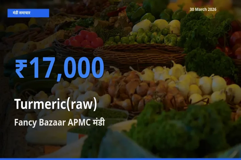 Fancy Bazaar APMC मंडी में आज हल्दी (कच्ची) के सबसे ऊँचे दाम दर्ज