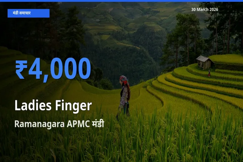 आज का मंडी भाव: भिंडी के सबसे ज़्यादा दाम Ramanagara APMC में