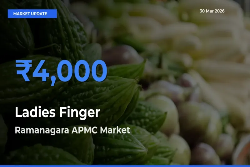 Ramanagara APMC Leads as Top Mandi for Ladies Finger Prices