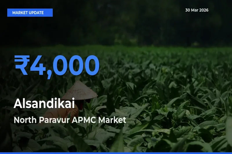 North Paravur APMC Offers ₹4,000 – Highest Alsandikai Rate Today