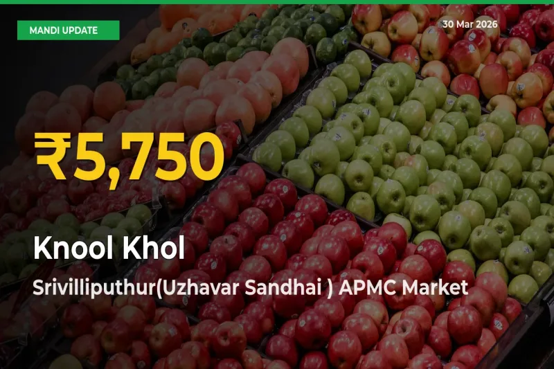 Knool Khol Prices Soar to Record High in Srivilliputhur(Uzhavar Sandhai ) APMC – Farmers Alert Today