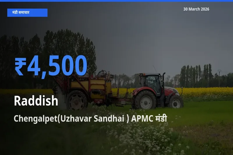 Chengalpet(Uzhavar Sandhai ) APMC में मूली का आज सबसे ऊँचा भाव