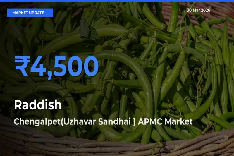 Chengalpet(Uzhavar Sandhai ) APMC Records Highest ₹4,500 Rate for Raddish