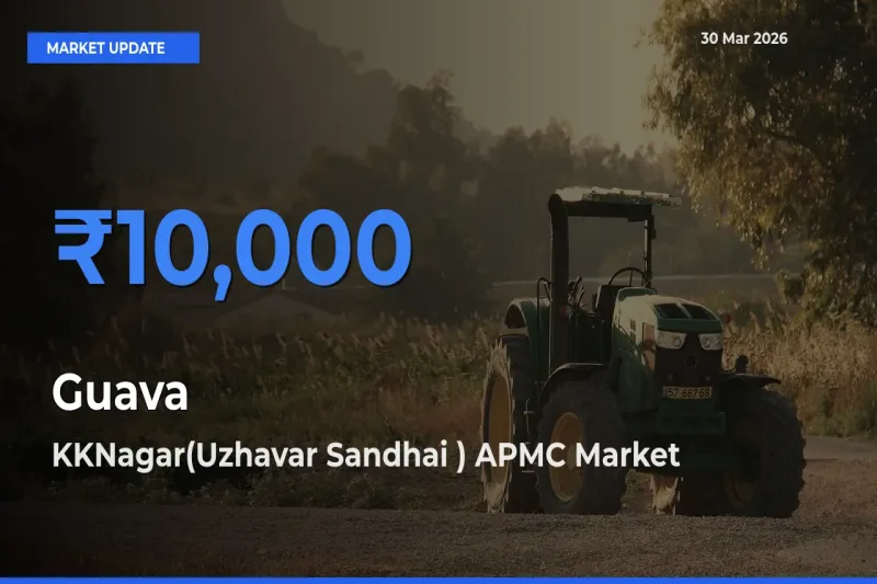 Top Performer! KKNagar(Uzhavar Sandhai ) APMC Offers Best Guava Price Today