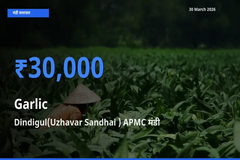 बाज़ार संकेत: Dindigul(Uzhavar Sandhai ) APMC बना लहसुन के लिए आज की टॉप मंडी