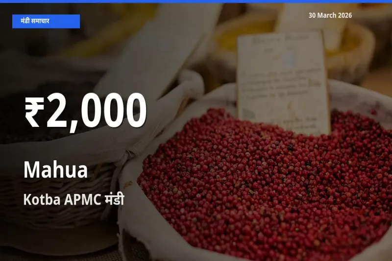 Kotba APMC में महुआ ₹2,000 पर गिरा – 30 दिन का न्यूनतम भाव